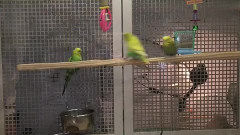 Parrots Turn Perch into Swing