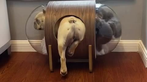 Dog cat shares shelter