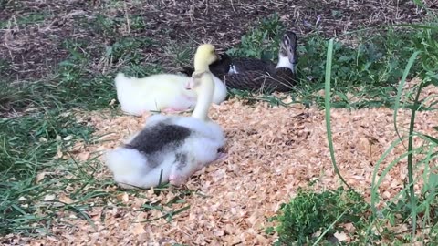 Lots going on in the waterfowl yard !