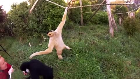 Beautiful gibbons playing and climbing