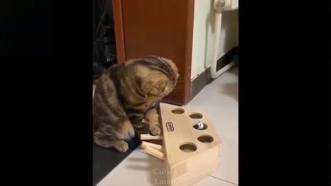 Cat Is Playing With A Whack A Mole Toy (Laugh Together)