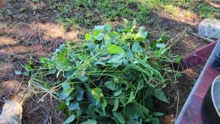 Growing Lima Beans from Seed to Harvest