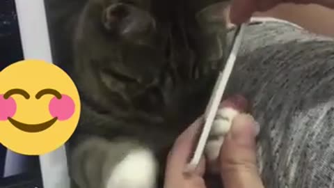 Cute 🥰 and funny 🤣 cat 😺 video