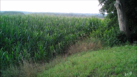 Fred Zepplin 2021, 8/15/21 The Coons Are In The Corn!