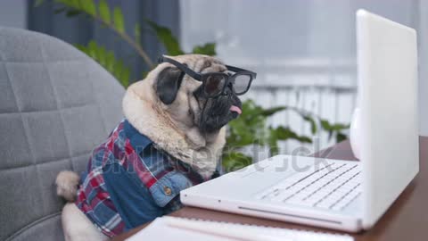 Serious pug dog professional expert with glasses watching web business content with laptop