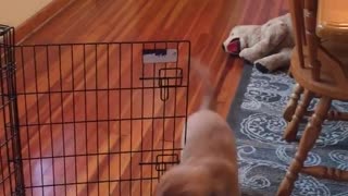 Puppy struggles to get ice cube under cage