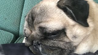 Pug Twitches in his Sleep