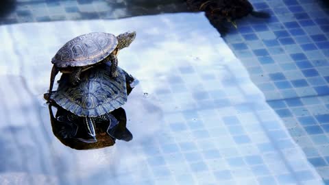 Animal Reptile Aquatic Water Turtle in a Water Pool