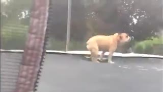 Wholesome Dog Jumping On Trampoline