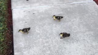 Ducklings scurrying to catch their mother