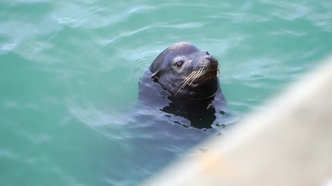 sea ​​travel, beautiful seal 😍