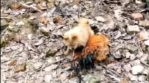Chicken VS Dog Fight -Funny Dog Fight Videos