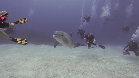 Wild dolphin incredibly decides to swim with scuba divers
