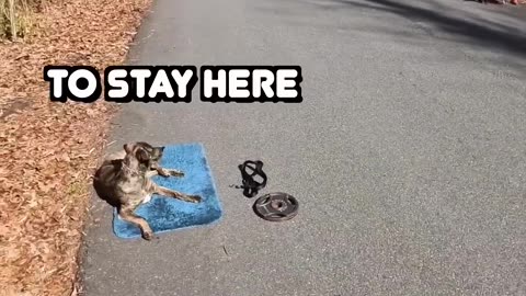 Puppy’s “Down-Stay” Put To The Test!