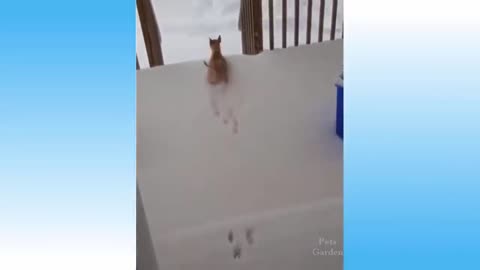 Cat is punching a speaker and a dog hates snow.