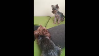 Puppy flirts with his girlfriend