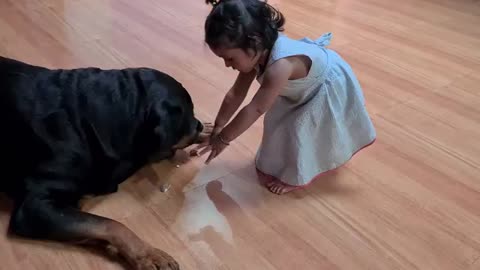 they are like Tom and Jerry | Rottweiler dog video | funny dog videos |