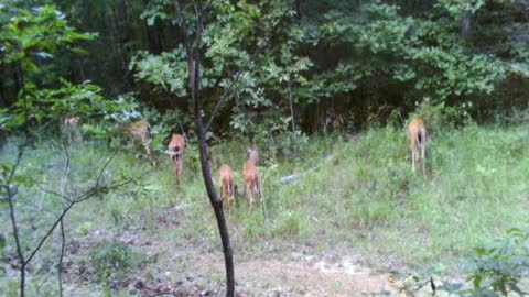 2 does with 5 fawns