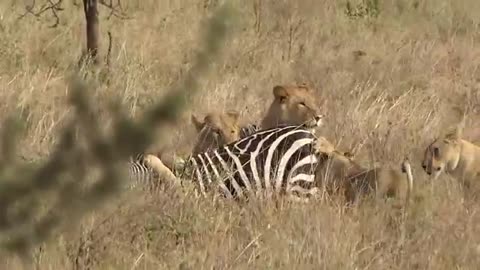Young lions catch and kill an unfortunate zebra in Serengeti 2021