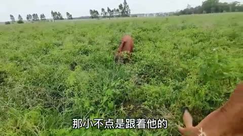 Cow mother looking for calf