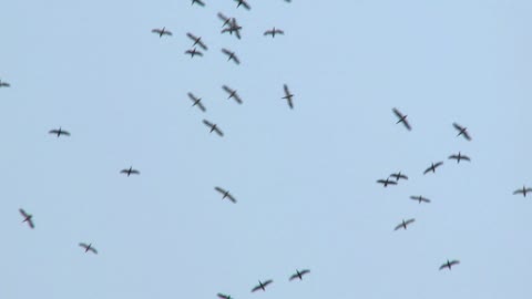 Snow Geese Migration - Awareness