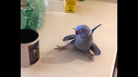 parrot kissing a can with a picture of a bird