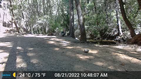 Mountain Lion Day Shot Coming up from the Creek