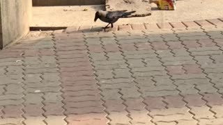 Crows are in a mood to eat lays