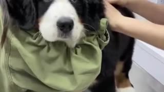 Puppy hates needles