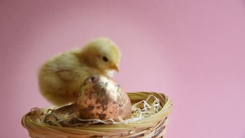 Yellow Chick In Eggcup With Easter Nest And Easter Eggs