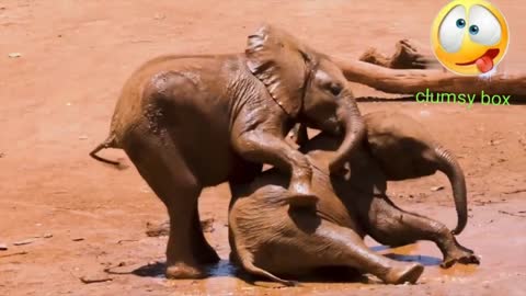 Two stupid Elephants got tied fighting in a dirty stagnant water