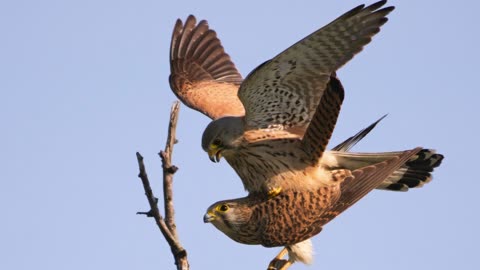 The Kestrel: Close Up HD Footage (Falco tinnunculus)