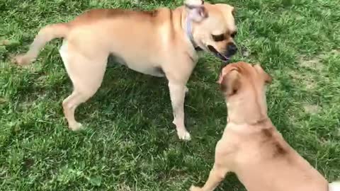 Double Puggle Trouble