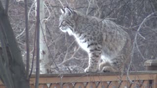 Backyard Bobcat Encounter