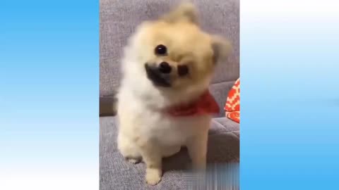 Hilarious funny pets clips