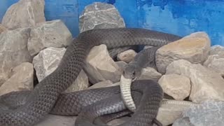 Brown Snake Snacks on Brown Snake