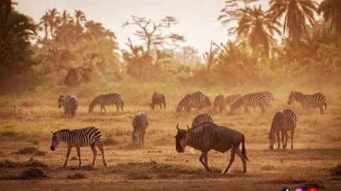 THE BIGGEST MIGRATION IN THE WORLD, THAT IS SERENGETI MIGRATION