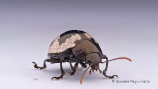 Beetle walk