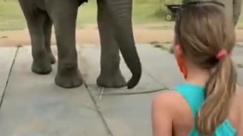 Short - Elephant Dance