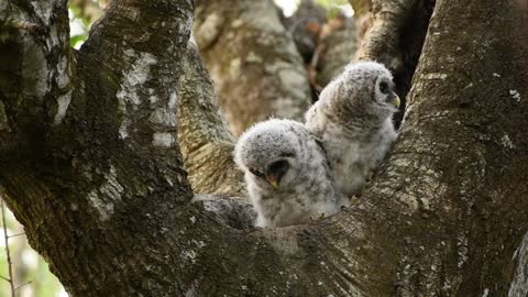 Barred owlets second climb out of the nest