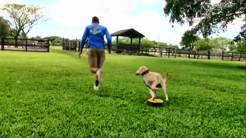 Behind the scene Footage at My Dog Trainer's Dog Training academy!