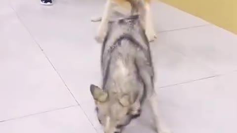 dogs funny hungry video | funny videos