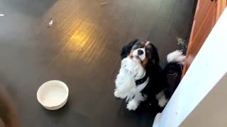 Hungry puppy adorably grumbles for his food