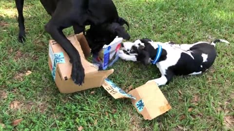 Clever Great Dane Teaches Puppy How To Open Amazon Packages