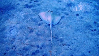 Blue spotted stingray On the seabed 1- man & camera