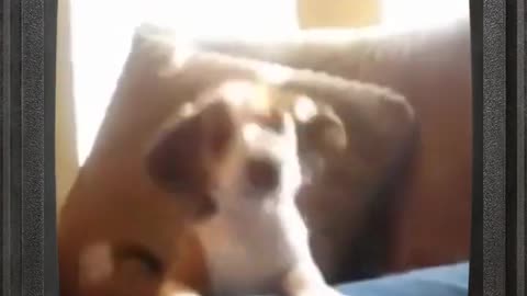 Cute Dog Learning To Bark | Cute Dog Video