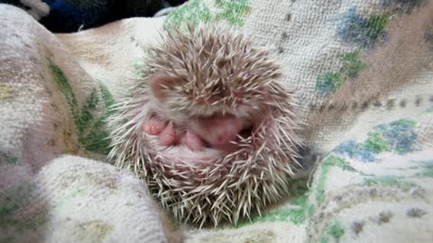 Good Morning Hedgehog