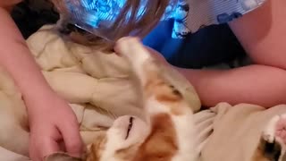 Cat Tries To Give Little Girl A Haircut