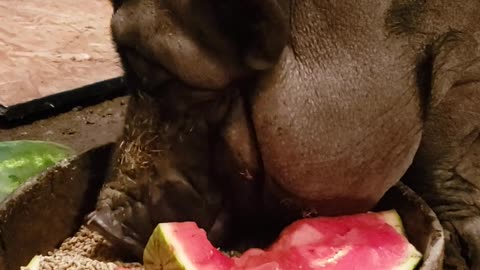 Piggy Sue the Pot Belly Pig