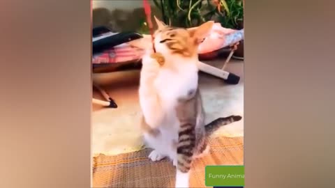 Best Funny Animal Videos 9